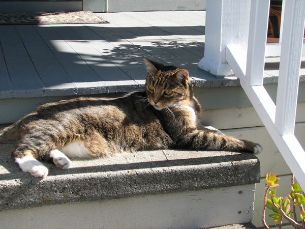 A cat on the steps of his Martinez CA home.